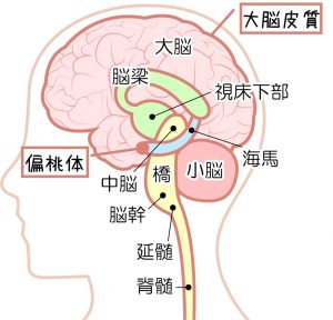 怒りの仕組み　大脳皮質　偏桃体
